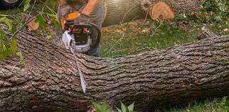 Best Root Management and Removal  in Oroville East, CA