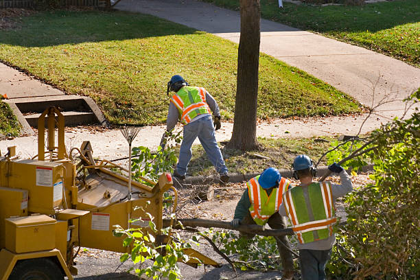 Best Utility Line Clearance  in Oroville East, CA