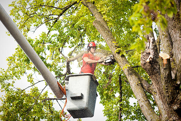 Professional  Tree Services in Oroville East, CA